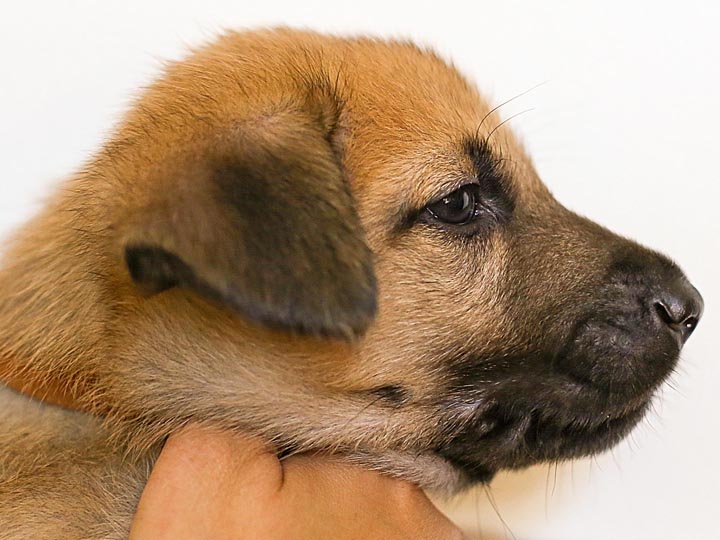 chinook puppy
